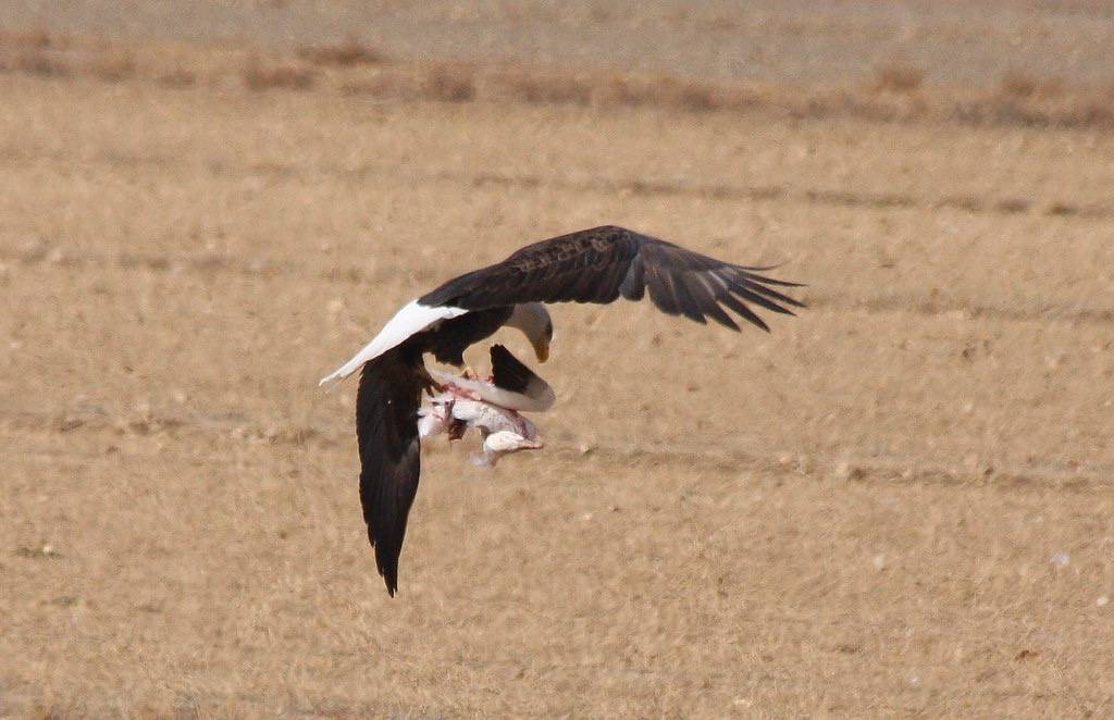 Bald Eagle feeding on Snow Goose (4) by J. N. Stuart is licensed under CC BY-NC-ND 2.0